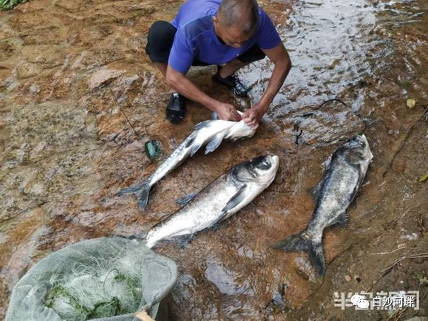 崂山水库鱼类漂浮成灾？不实